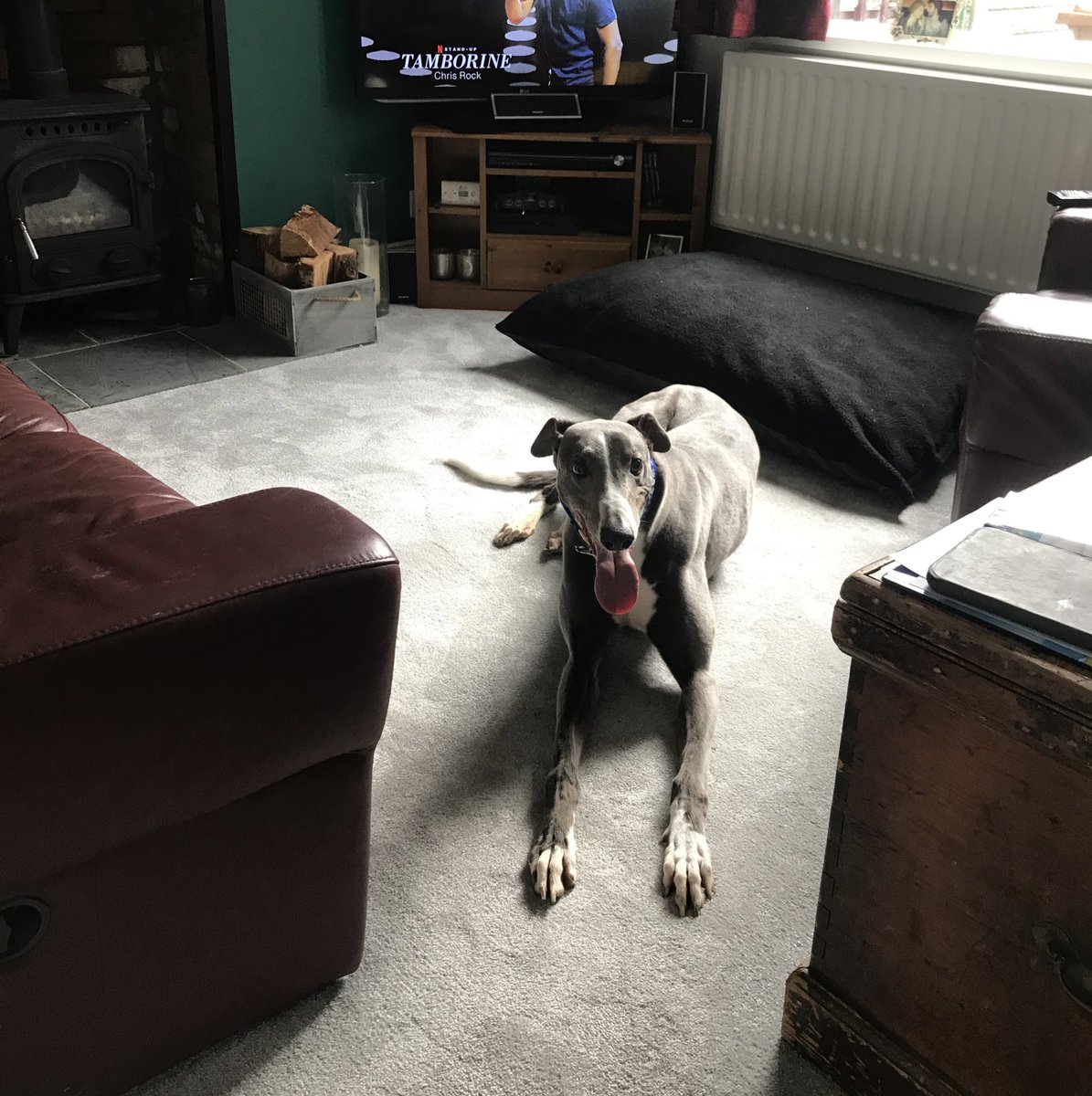 Jessk207's tweet photo. We adopted Brutus into the Anderson family this morning & he’s a total legend. So far today all he’s done is eat and sleep. #greyhound #retiredracer #adoptdontshop #lazypup #smallpony https://t.co/24tDGFbAA8