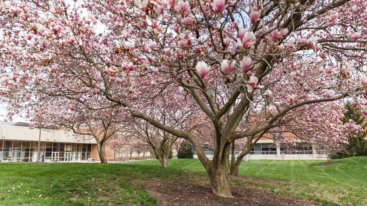 IUIndianapolis's tweet photo. Bringing some spring from campus to you 🌸🌷 https://t.co/7g3FQa8Jfg