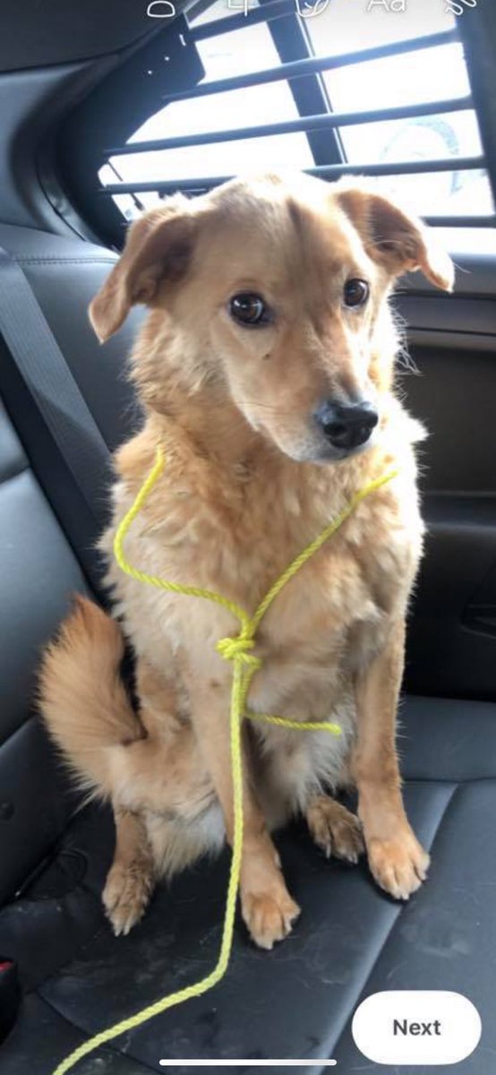 Looking for the owner of this sweet dog that we found in the Carlisle Drive area of Paradise.  If you know the dogs owner please get them to contact us. Poor pups wants to go home.