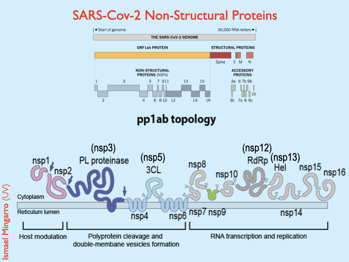  #SARSCoV2 Non-Structural Proteins (NSPs) are synthesized as two large polyproteins pp1a and pp1ab that are processed by two viral endoproteases NSP5 and NSP3. In the scheme (bottom) you can see the membrane topology of the polyprotein1ab (pp1ab) and the digestion sites 2/7