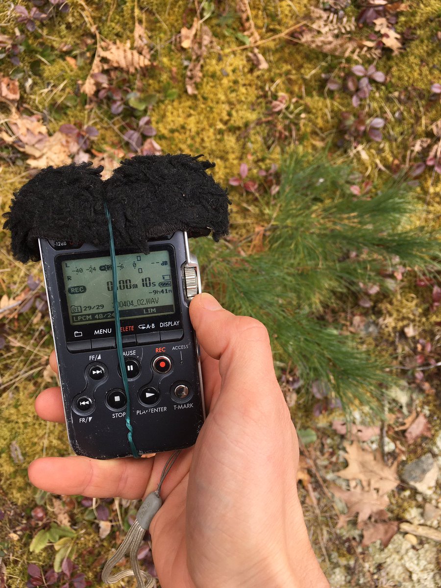 finalrune's tweet photo. Collecting sounds. Upset a squirrel 🐿 #sounddesignlife #fieldrecording #audiofiction https://t.co/3BCqLWq1NC