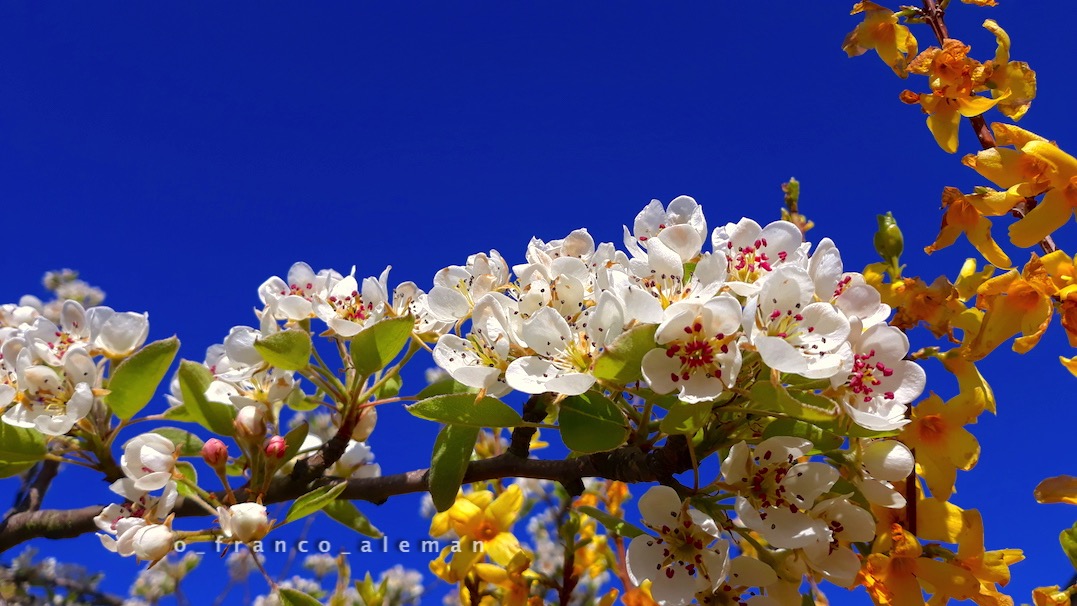 Der Wonnegesang des Frühlings singt meine sterblichen Gedanken in Schlaf. Die Fülle der allebendigen Welt ernährt und sättiget mit Trunkenheit mein darbend Wesen.

Hölderlin

#Literatur #literature
#photographie #photography