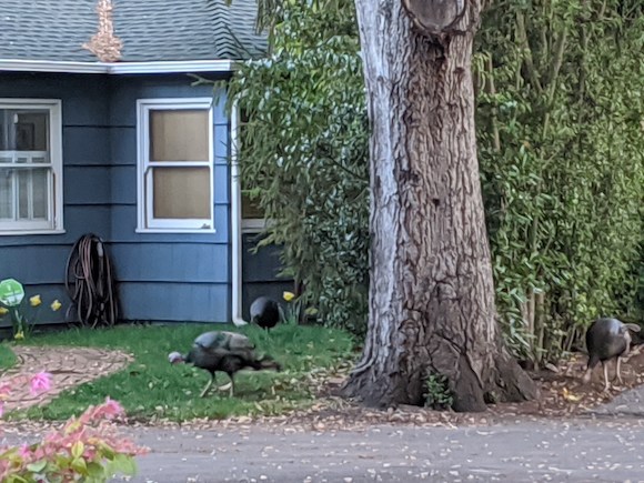 Menlo Mystery: Where did the wild turkeys near downtown come from? inmenlo.com/2020/04/04/men…
