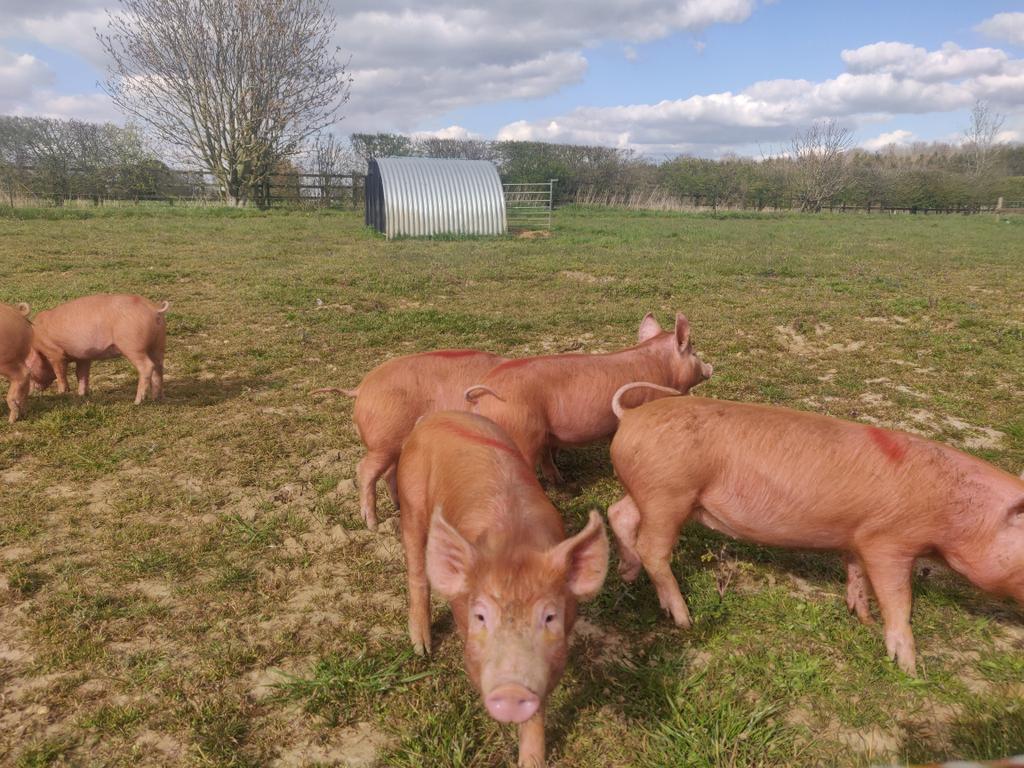 Livestock movements thankfully still count as essential journeys so we were able to go and collect this year's weaners today. 🐷