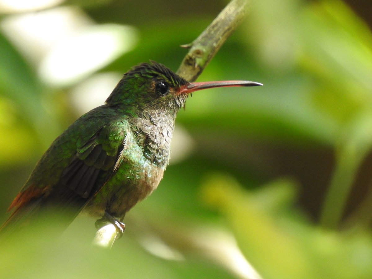 PatHogarth's tweet photo. I thought I’d make a small contribution #hummingbirdweek . Taken on trips to Cuba and Belize .  So wish we had them here in 🇬🇧 https://t.co/nZfoqoAV4D