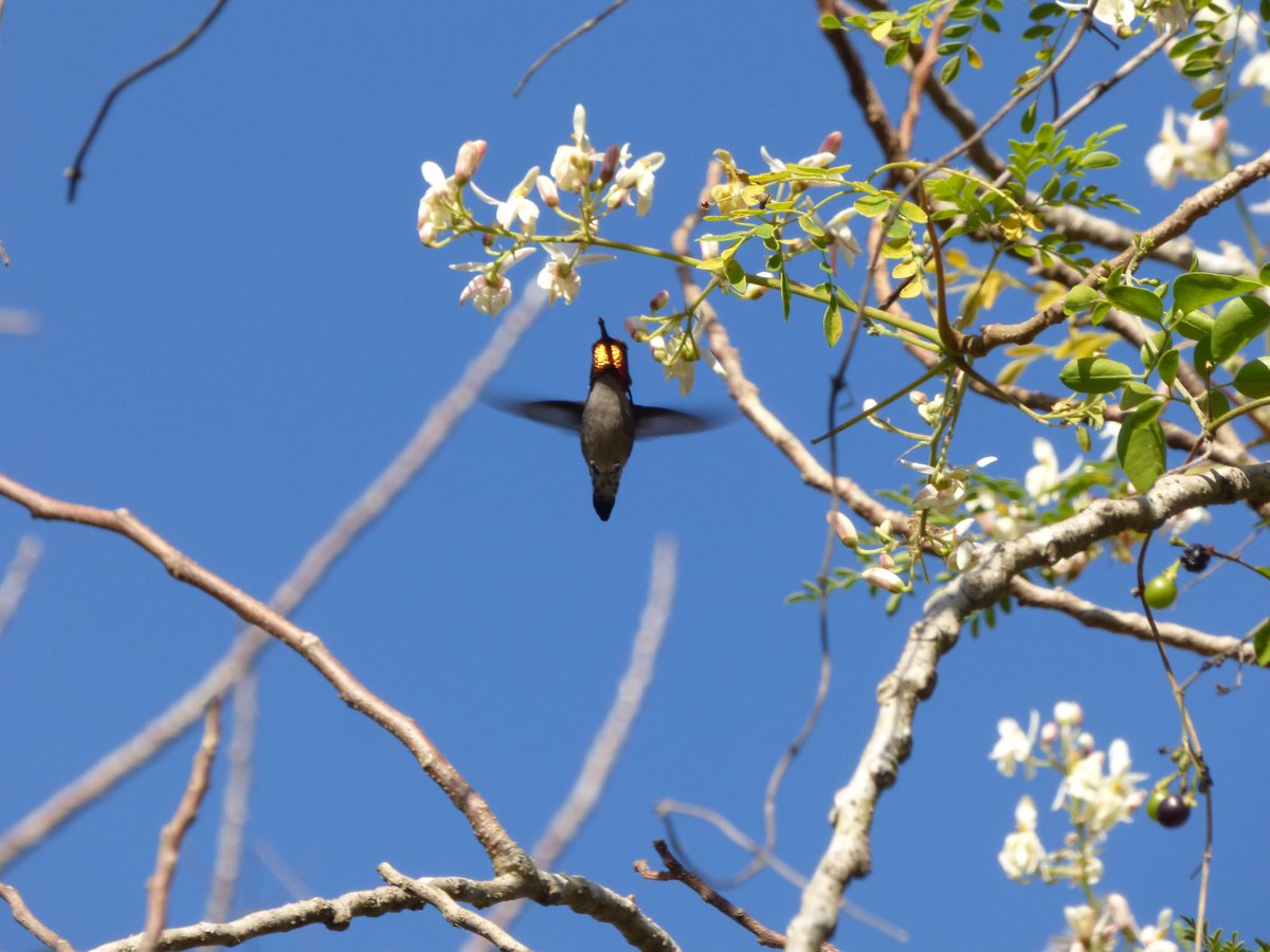 PatHogarth's tweet photo. I thought I’d make a small contribution #hummingbirdweek . Taken on trips to Cuba and Belize .  So wish we had them here in 🇬🇧 https://t.co/nZfoqoAV4D