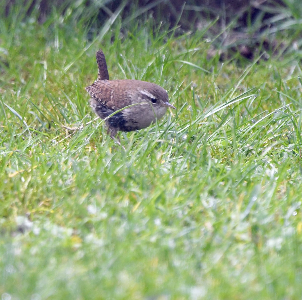11. Wren Cute little character at the bottom of my garden on the lawn this morning.  #LockdownGardenBirdsSeen 