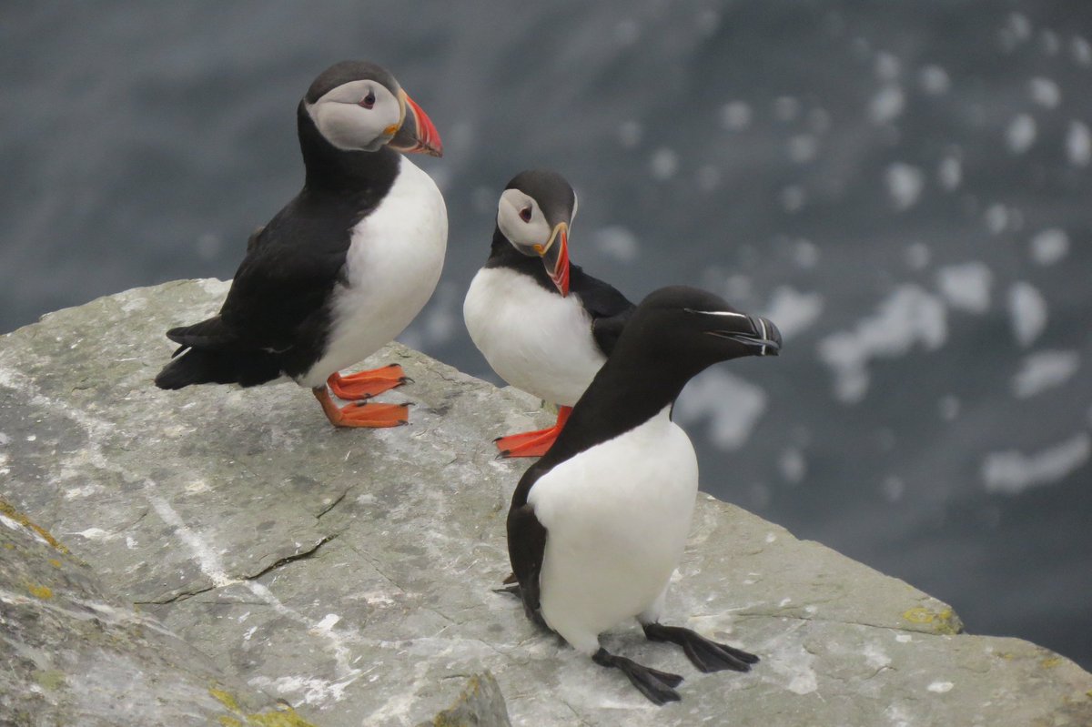 Nossbirder's tweet photo. @SteelySeabirder Don't be fooled by the Puffins gaudy colouring! Look at the stunning subtle markings of the Razorbill. Proper sophisticated. Look even the Puffins know it!! #teamraz https://t.co/izlCnEBmfW