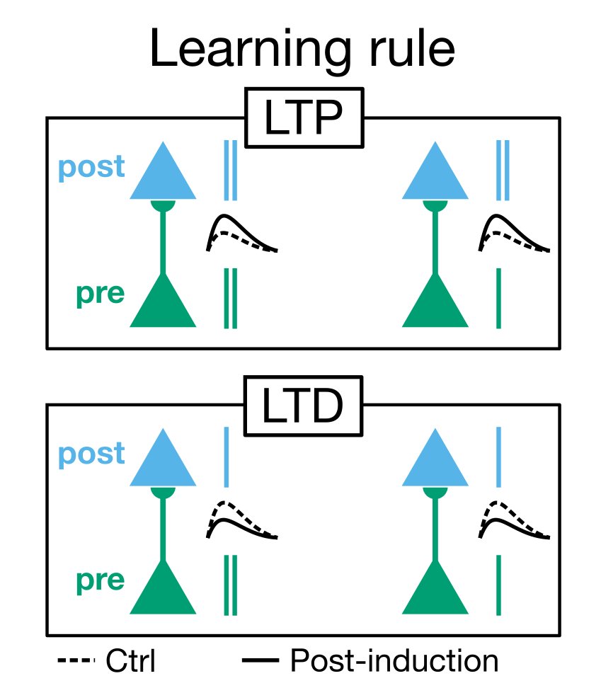 3/ Based on the LTP/LTD literature (e.g.  https://www.jneurosci.org/content/26/41/10420.short), we propose a "burst-dependent synaptic plasticity" rule (BDSP). It says, if there is a presynaptic eligibility trace, then:- postsynaptic burst = LTP- postsynaptic single spike = LTD