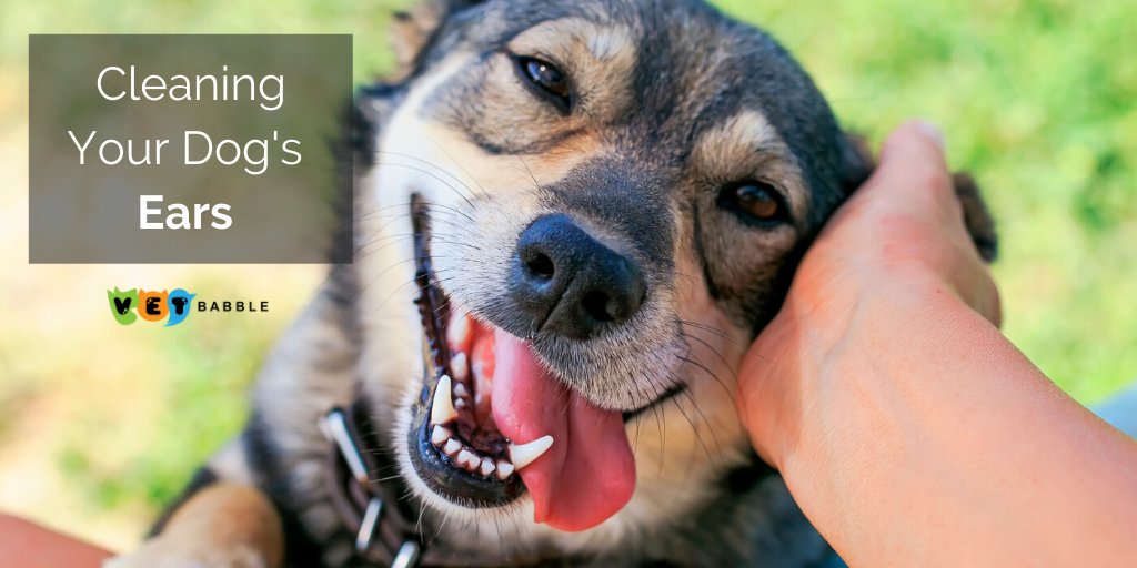 VetBabble's tweet photo. #Cleaning your 🐶’s #ears 👂 is easy enough to do at home provided you have the right #equipment! There are various types of ear cleaners, but the most important thing is that you only use a good quality dog ear cleaner. 

👉https://t.co/HyNdaOcAXK https://t.co/wdSgYm2dQf