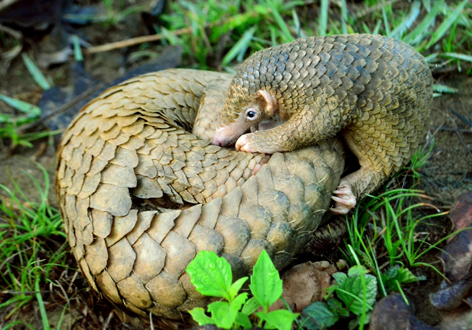 If you had asked me two months ago what a pangolin is, I would have guessed that it’s a musical instrument. But, due to  #COVID19, this animal may end up impacting your life more this year than any other (except for maybe your pet keeping you company in quarantine). A thread.