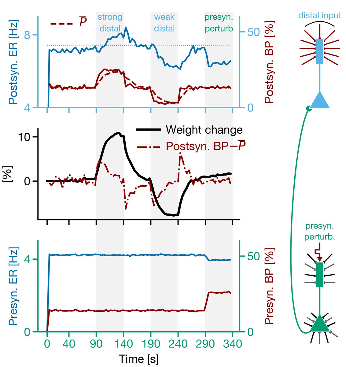 7/ Moreover, if you combine BDSP with the fact that bursts are generated by coincident apical and basal inputs in pyramidal neurons (e.g.  https://www.nature.com/articles/18686 ), then the inputs to the apical dendrites become a teaching signal, telling a neuron whether to engage in LTP or LTD.