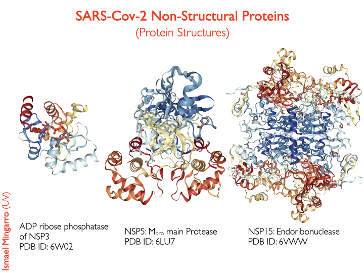  #SARSCoV2 the structures recently solved for some of this proteins are available at PDB-101  @buildmodels Main protease structure is solved in complex with an inhibitor N3, which can be used as scafold to design new inhibitors4/7