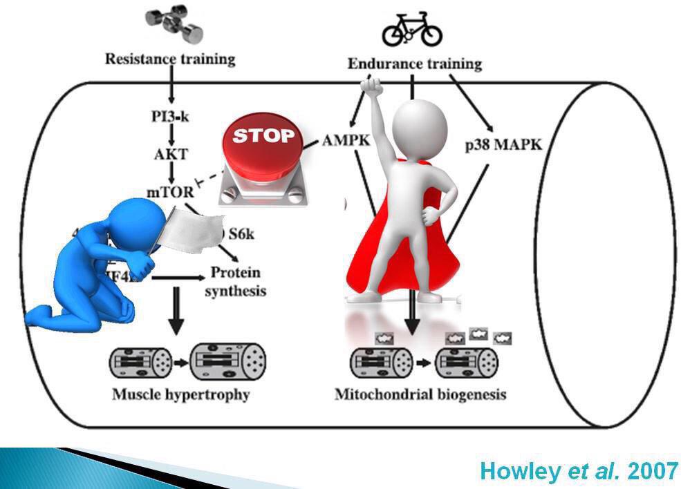 A thread on concurrent training. When does aerobic training start to detract from muscular/strength gains?The primary driver of protein synthesis is the mTOR pathway and the primary driver of aerobic adaptations is AMPK pathway.These two can get into a “tug of war”..(1/6)