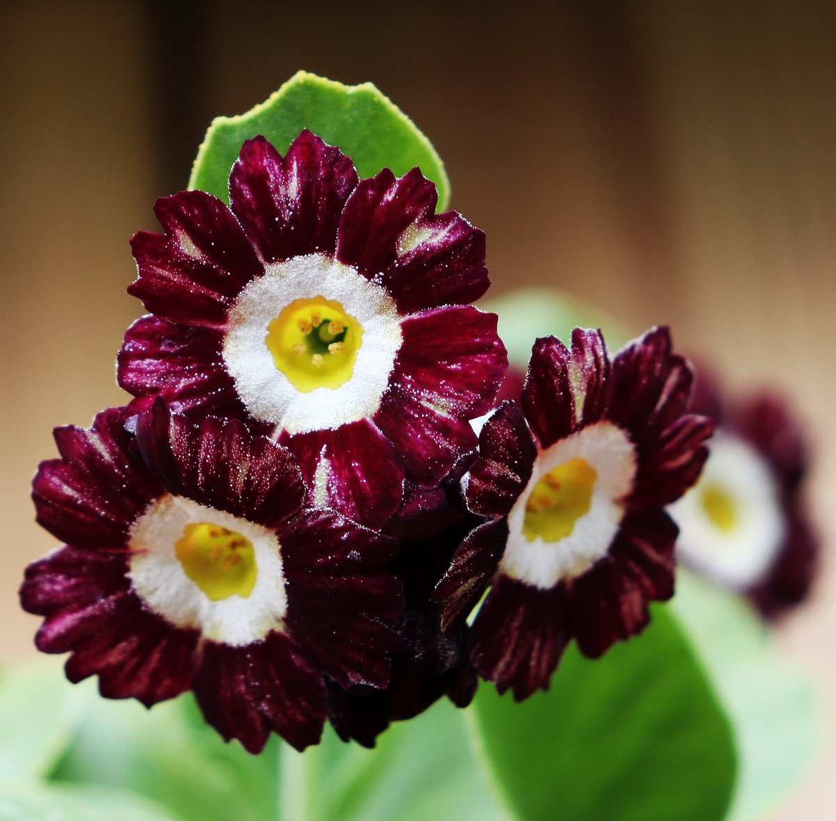 As it’s still the only one of my Auricula’s that’s started to bloom here’s another picture of ‘Tay Tiger’ that I took this afternoon 🤍 #gardening #gardenlife #gardener #gardenphotography #gardenchat #plants #mygardentoday #auricula #auriculas #auriculataytiger #primulaauricula