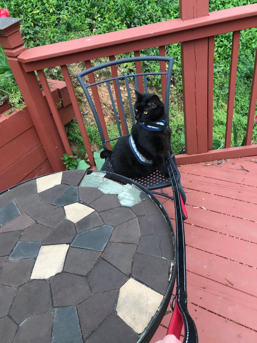 2HousePanthers's tweet photo. The service at this restaurant is terrible! #catsoftwitter #quarantinedining #housepanther https://t.co/xUraP6hg20