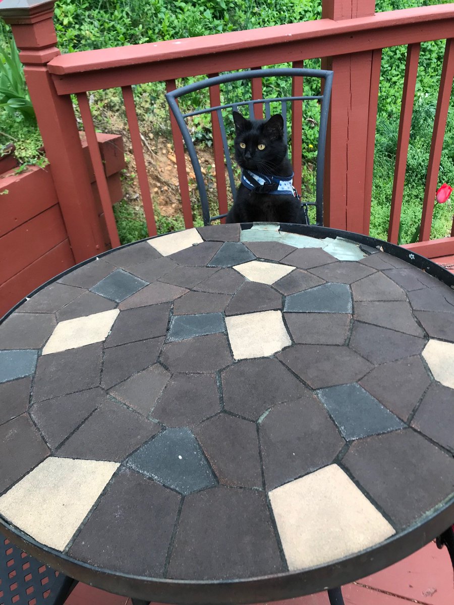 2HousePanthers's tweet photo. The service at this restaurant is terrible! #catsoftwitter #quarantinedining #housepanther https://t.co/xUraP6hg20