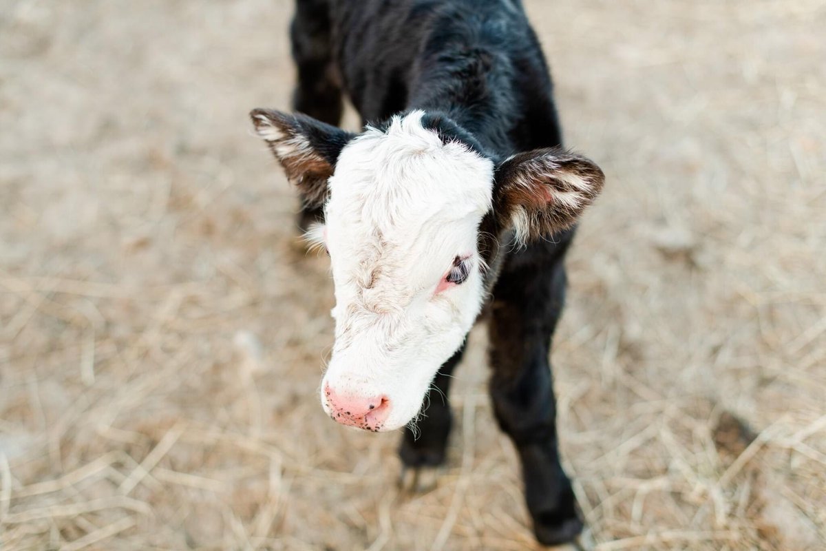 pattislempowens's tweet photo. A few of the babies on Pa’s farm my boy’s tending to, and newborn twins two days old. New life born during this time! #FarmLife #CountryStrong #QuarantineLife #PoundVA #OnTopOfTheMountain #SocialDistancing https://t.co/1W0IFnNG41