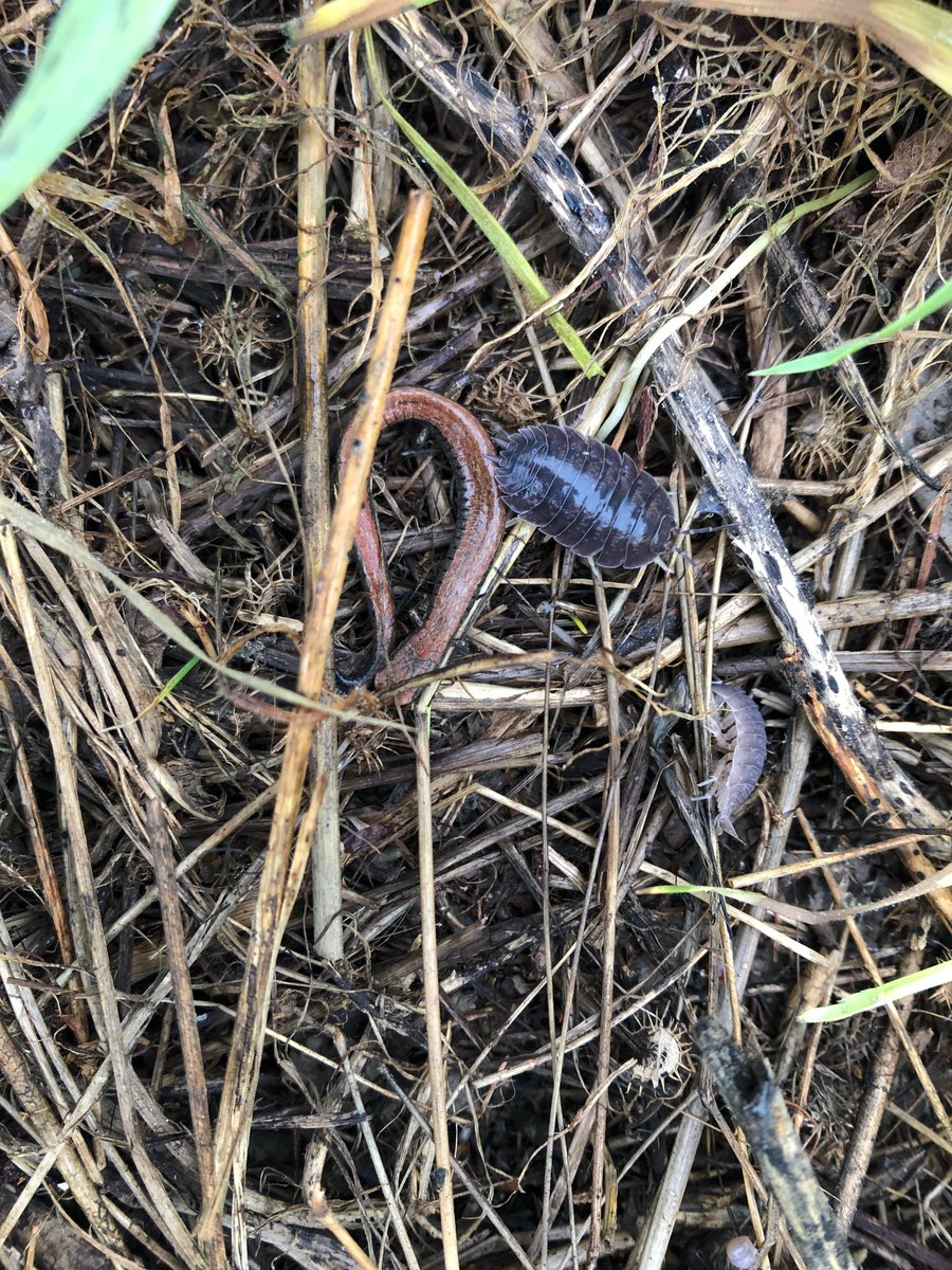 All our walks have been very quiet, but we saw absolutely no one on today's rainy walk except 3 tiny slender salamanders