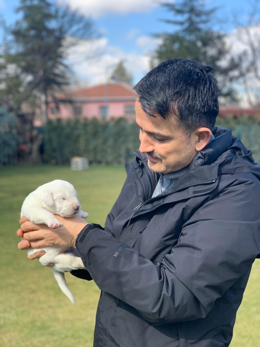 Fotoğraflar Sultan ve Paşa’dan. Haftalar önce 9 yavruları olmuştu ❤️
