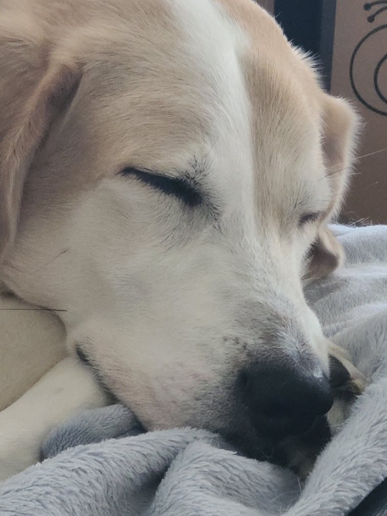 GoodBoyReggie's tweet photo. I’ve had a full day of chasing the cat, getting along with the cat, helping mama “play golf” in the backyard, eating ice cubes and getting a home mani-pedi with a new “buzzer thingy” that mom got. Think I’ll take a nap before bed. #StillHandsome #ReginaldCarl https://t.co/YRQErJdXN5