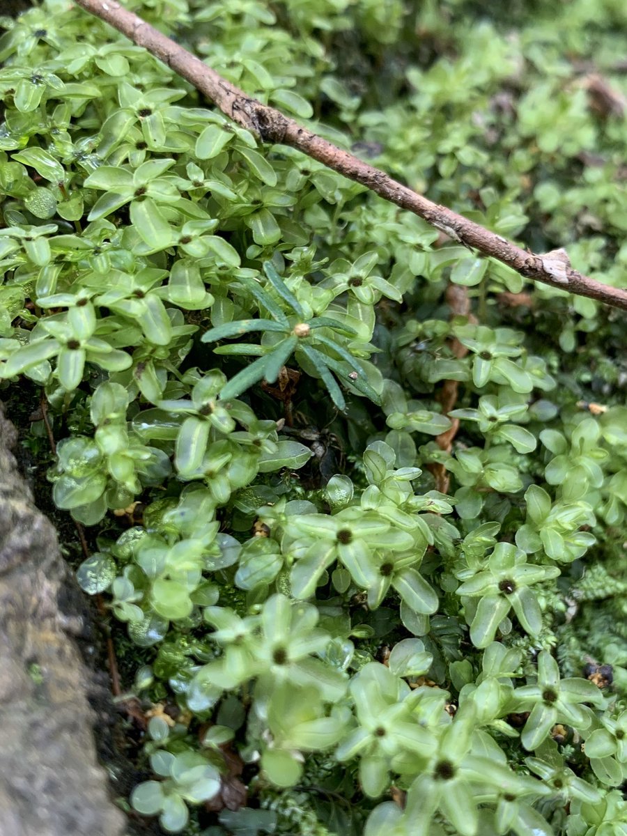 Quand vous faites les promenades, pratiquez “regarder attentivement”. Ralentissez, observez, cherchez les détails, et prenez vos temps...nous avons le temps 😊 <a href="/whitesidewolves/">Whiteside Elementary</a> <a href="/whitesidepac/">Whiteside PAC</a>