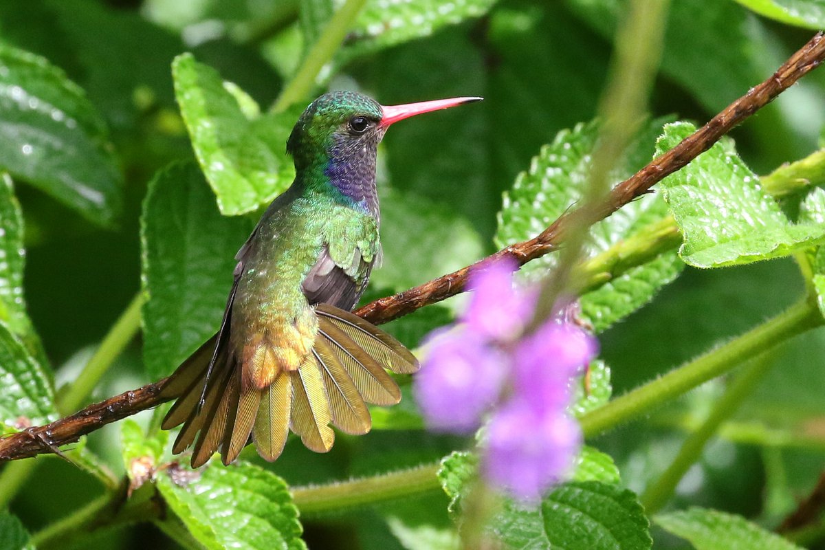 Horsburgh2's tweet photo. My contribution to #hummingbirdweek is this Blue-throated Goldentail (Hylocharis eliciae). This species of least concern has a distribution from S. Mexico to N. Colombia. Photos taken at Arenal in #CostaRica in 2017. https://t.co/JIg10zCZln