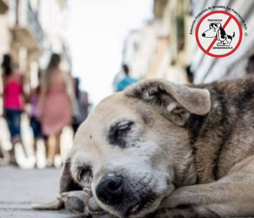 refuasis's tweet photo. 4 de Abril Dia del Perro Callejero... no se equivoco Mahatma Gandhi cuando dijo " La grandeza y el progreso moral de una nacion puede medirse por la forma en la que trata a los animales" . El respeto por su bienestar es una muestra de los valores que guardamos como sociedad. https://t.co/3ZEOOJTbHp