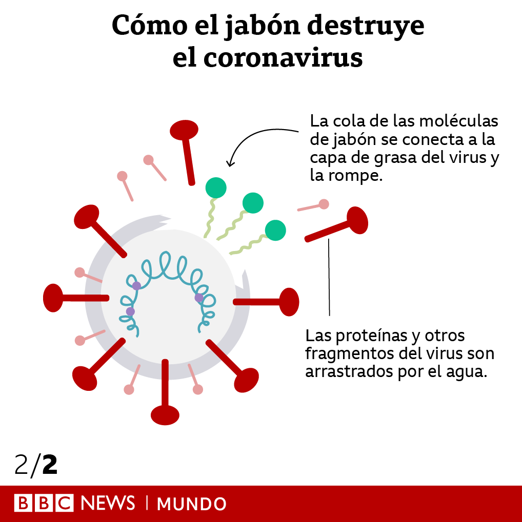 bbcmundo's tweet photo. ¿Qué le hace el jabón al coronavirus? Los gráficos te dan una idea, pero aquí lo explicamos con más detalles 🧼 https://t.co/HwcQZ1HHHS 🧼 https://t.co/kGgjpkTFFL