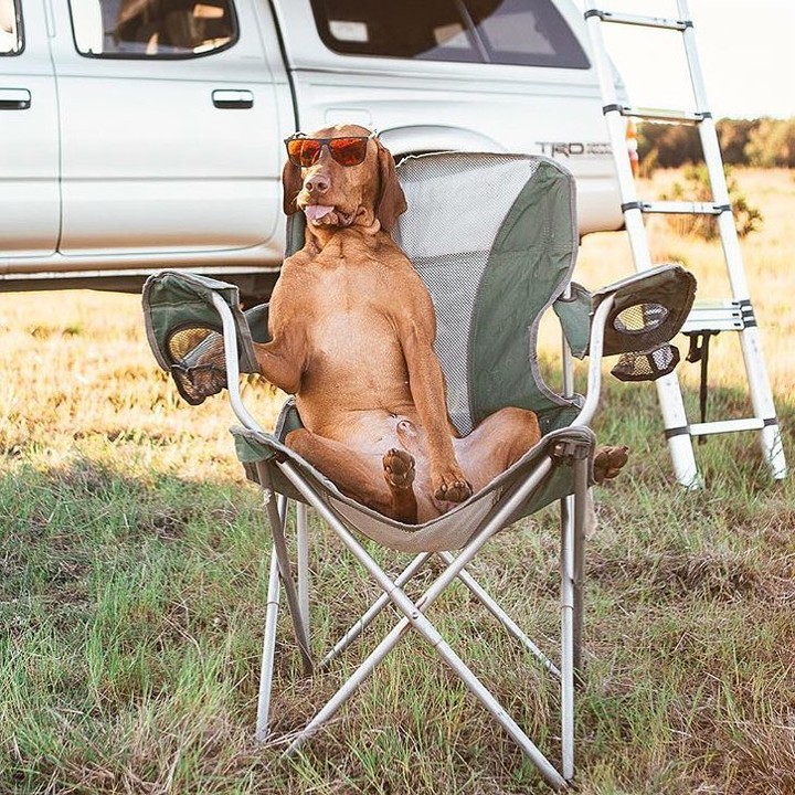 Camping with pets? Yer or No? 🐶🙂