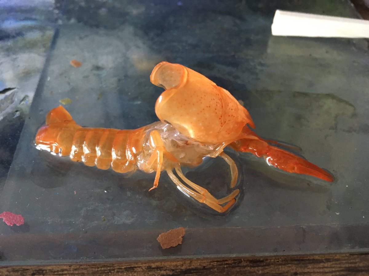 Ada Palmer on X: #SomethingBeautiful: Regeneration! I adopted an injured  pet freshwater mini-lobster (crayfish) which lost one of its claws but this  morning it shed its skin & (as predicted) has a