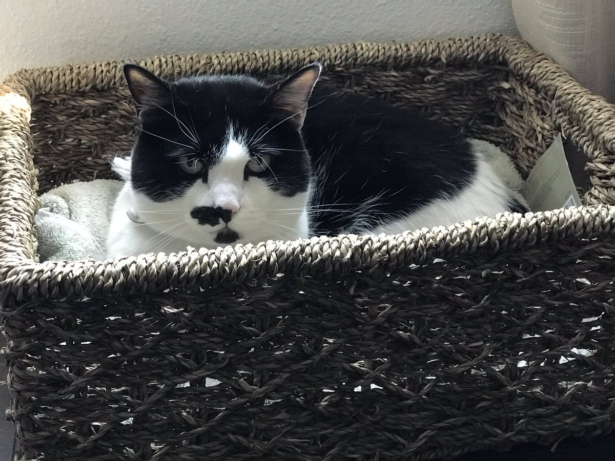 enjoicat's tweet photo. #Caturday #CatsOfTwitter https://t.co/yWh904KsHH
