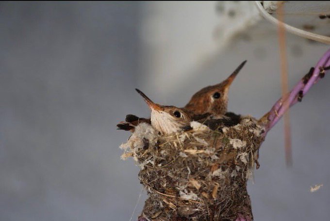 Something beautiful &amp; miraculous happened! Eli has been so good to our thriving hummingbird community<a href="/tag/tbt"class="tags"><span>#tbt</span></a>