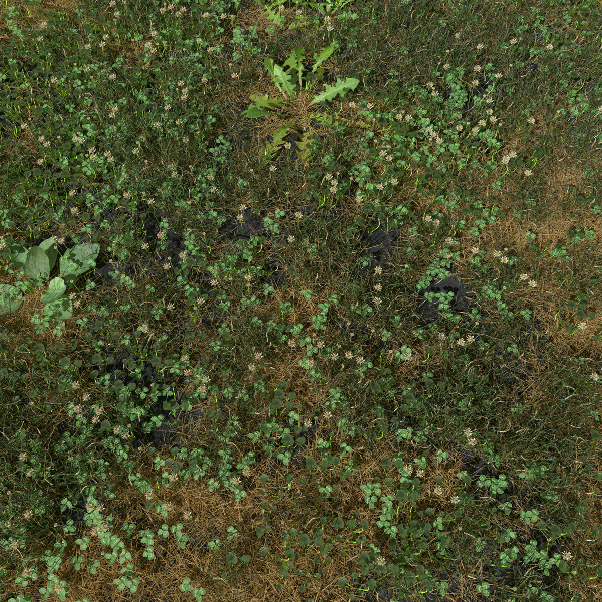 meshtraders's tweet photo. Ryegrass Meadow Patch 3d asset by Kamil Burniak with #Blender and #Cycles available for sell at https://t.co/lPLUs7GUjl

#3d #3dmodeling #gameart #environment #nature #vegetation #grass #flower #ground #green #jungle #gamedev #gamelevel #textureatlas #texture #procedural https://t.co/R9Ks7U3g2J