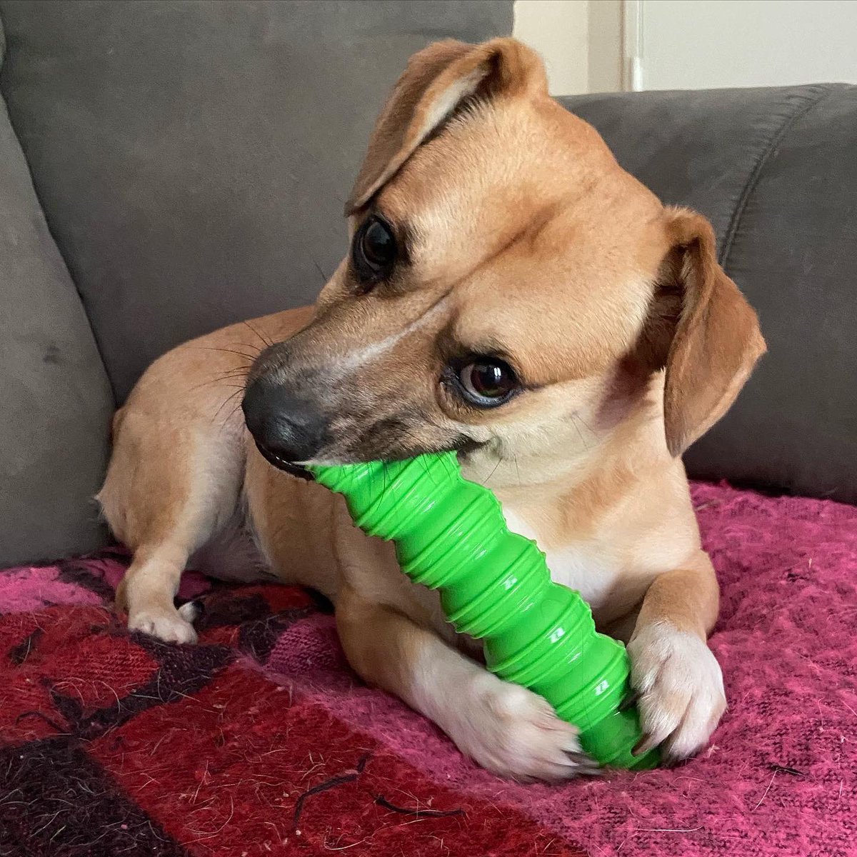 dirtyglam__'s tweet photo. ❤️ #GoodBoy #QuarantineAndChill https://t.co/8DhDR9llWp