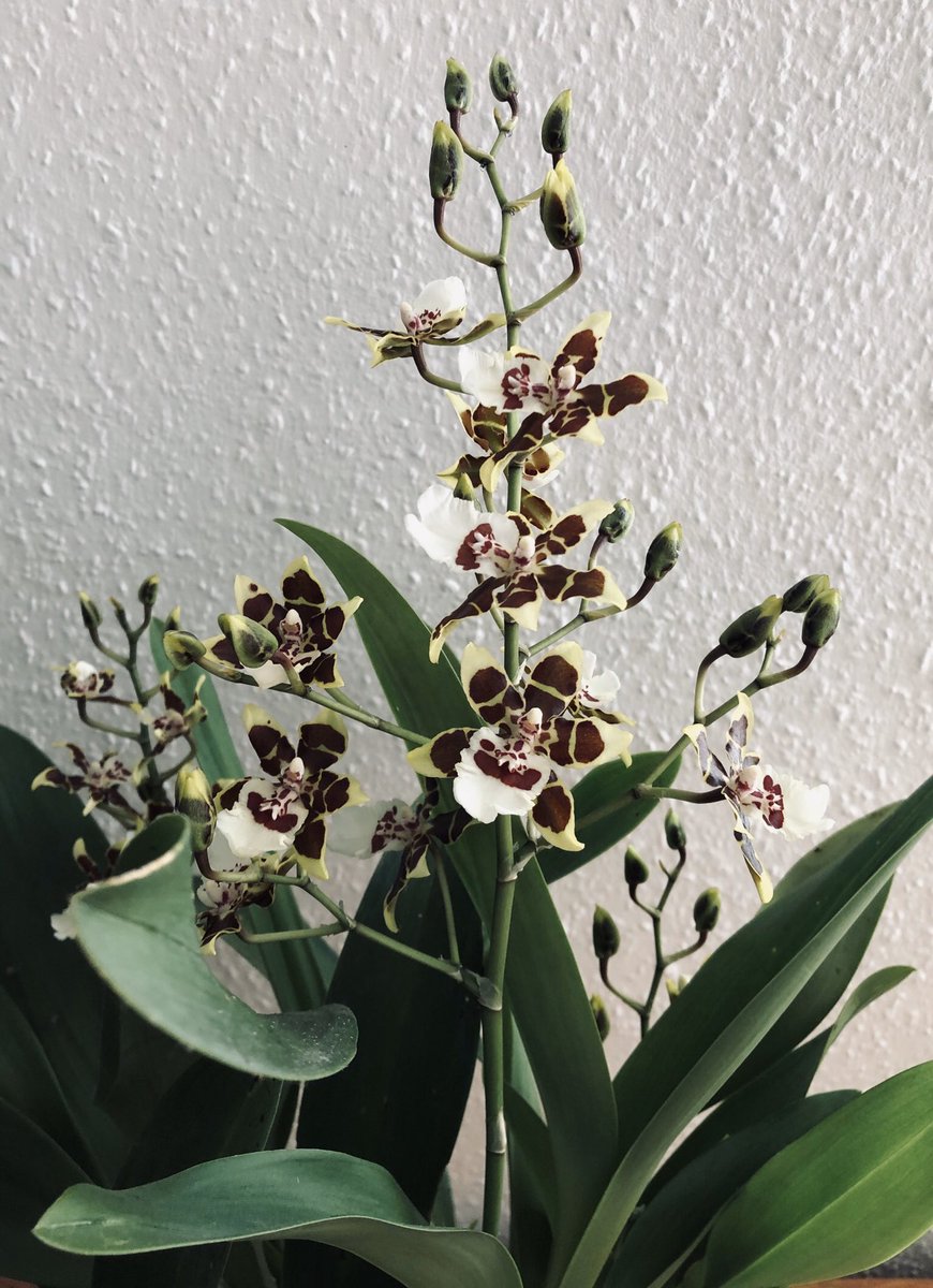 EadsonTony's tweet photo. Mad Clowns about !! Eleven months since it first flowered better than ever. Oncidium Sharry Baby var tricolour #skipfind #Oncidium #clown https://t.co/df6jp2g1vn