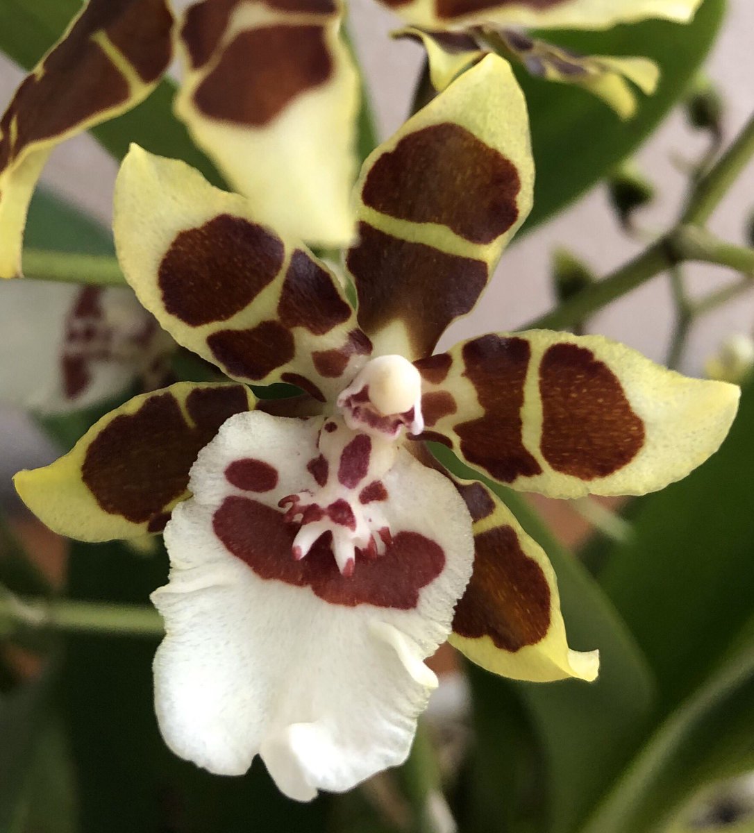 EadsonTony's tweet photo. Mad Clowns about !! Eleven months since it first flowered better than ever. Oncidium Sharry Baby var tricolour #skipfind #Oncidium #clown https://t.co/df6jp2g1vn