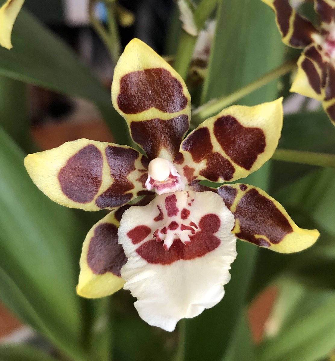 EadsonTony's tweet photo. Mad Clowns about !! Eleven months since it first flowered better than ever. Oncidium Sharry Baby var tricolour #skipfind #Oncidium #clown https://t.co/df6jp2g1vn