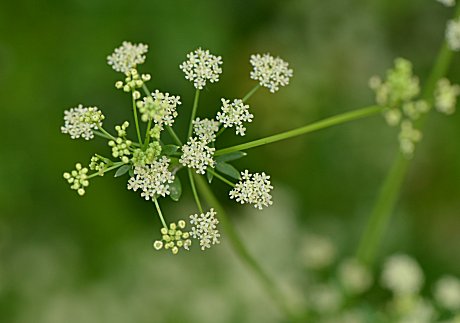 𝓩𝓪𝓾𝓫𝓮𝓻 おはよーです セロリの花です 葉はゴツいんですが 花は繊細です 野菜の花 Flowers Of Vegetables