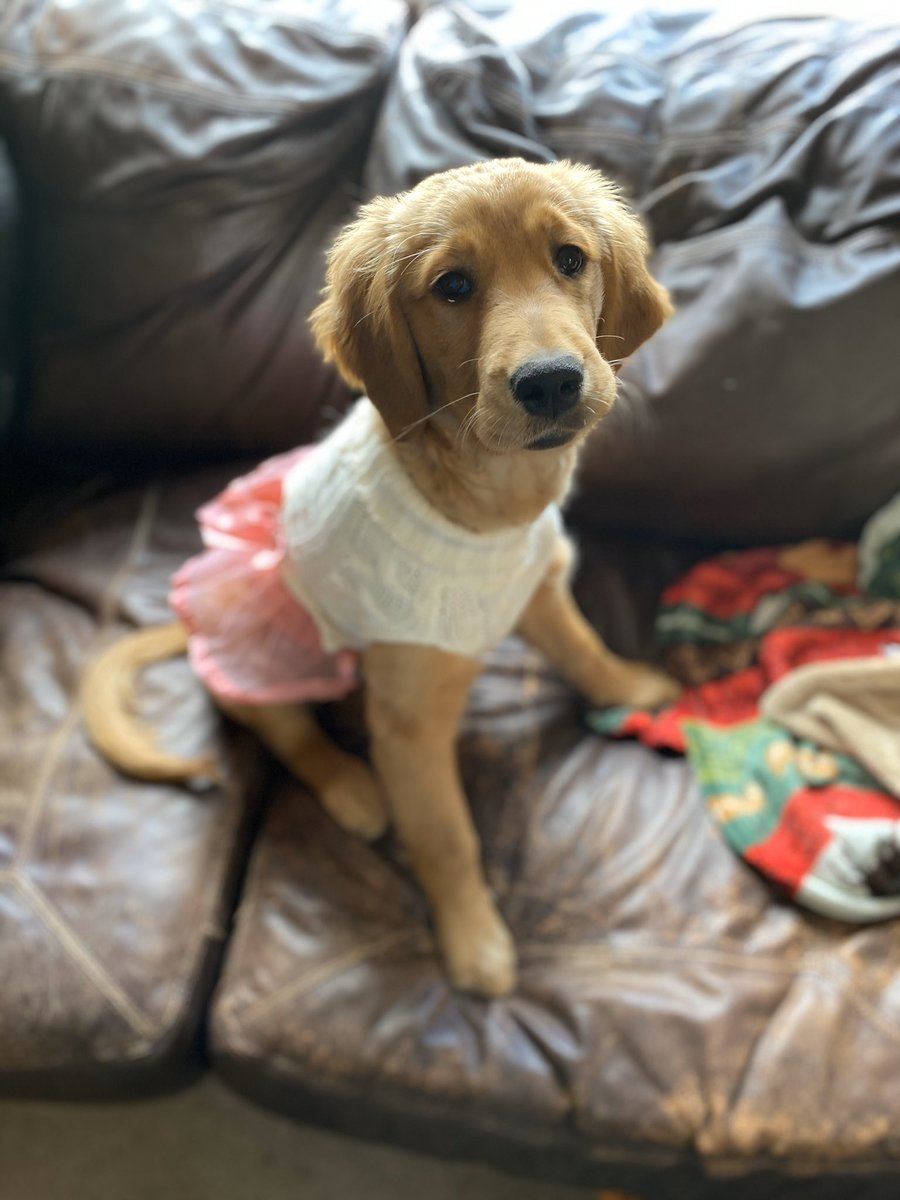 kangas_ofps's tweet photo. @clancy0703 @darth @dogfather @TheGoldenRatio4 @IvePetThatDog Ripley says Happy Birthday, Ellie! https://t.co/qnUNhCghoS