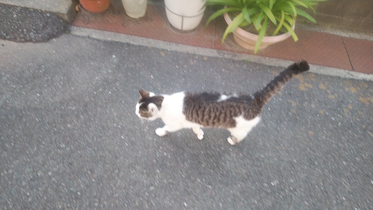 祐 きざみ海苔 左から飛沫感染距離 真ん中もう少し離れましょう 右側 これなら大丈夫かな マスクしましょ 手洗いしましょ うつされないうつさない ぬこと散歩 ちなみに外猫ちゃん 外では甘え敷地内では厳しい
