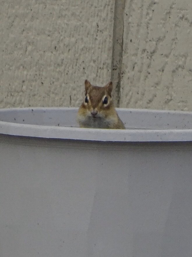 This is Chippy.Chippy basically hangs out by the pool shed all day now.