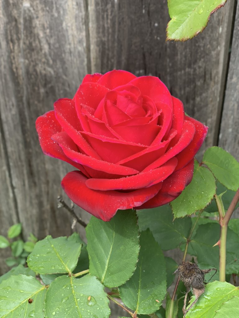 Mamamaanafali's tweet photo. Feel the rain, let the pureness fill your hearts. Let your tears roll with it, make loads of duas and focus on Allah’s perfections! MashaAllah❤️ #NoFilterNeeded #BackYardFinds https://t.co/pCYAuiuJHu