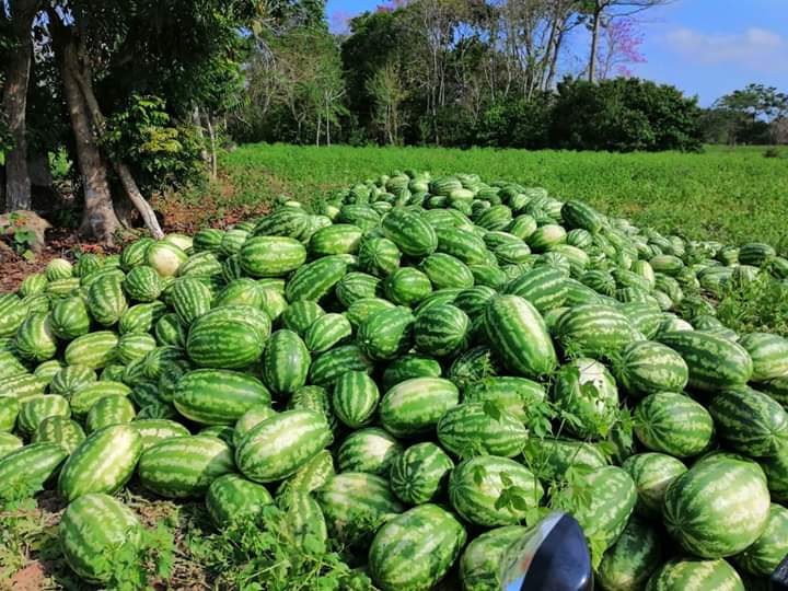 omarps74's tweet photo. Estoy ofreciendo patilla a $350 el kilo un excelente precio para poder salvar la cosecha. Ubicacion Sucre pero la llevamos a cualquier lugar. @ChrisDaes @DanielSamperO @MelukLeCuenta @MafeCarrascal ayuda por favor https://t.co/pd2A4tc9mn