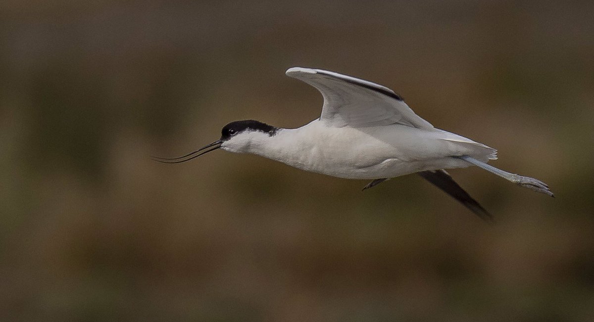 Micky_50's tweet image. Avocet taken last year