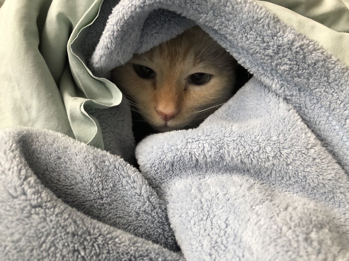 FamilyLifeCoac1's tweet photo. Anyone seen my cat? 

#furbaby #lovemycat #familyfun https://t.co/KRp2PCmLZM
