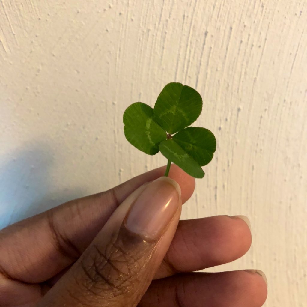 I know I said I wasn’t going to look for these anymore but I honestly just looked down and saw it.Also reminder that I wrote about how searching for four leaf clovers has been helping me cope:  https://blackgirldoesgradschool.com/2020/04/04/coping-and-clovers/