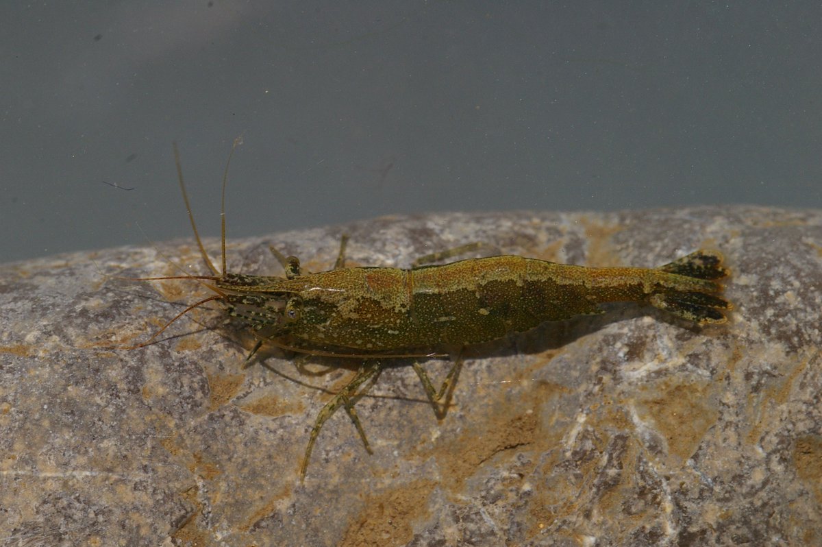 #2020Megabiodiversity Freshwater shrimps are a very common bycatch when we go fishing. This should be Atyaephyra stankoi, which is widespread in the western Aegean Sea basin in Greece and North Macedonia.  Pic free to use CC BY-NC