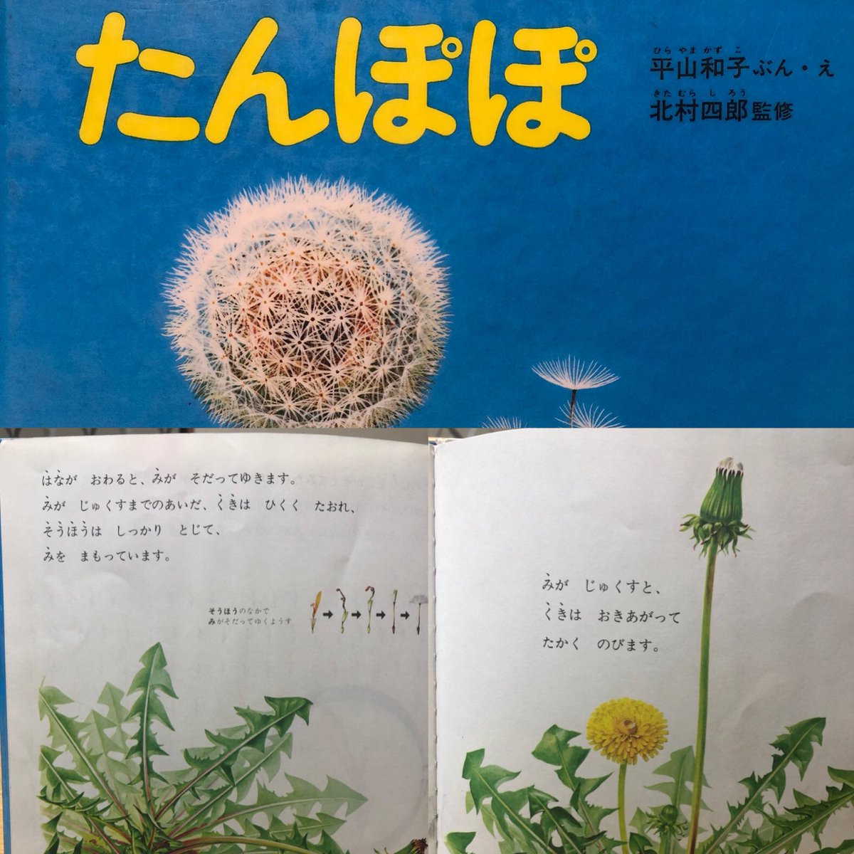 越智 果梨yukarin 図書館は 利用できますが 絵本のお話し会は 今月も中止になりました 春に 読んでみたい絵本です 今読むとたんぽぽの逞しさに 元気をもらえます 絵本たんぽぽ かがくのとも傑作集 福音館