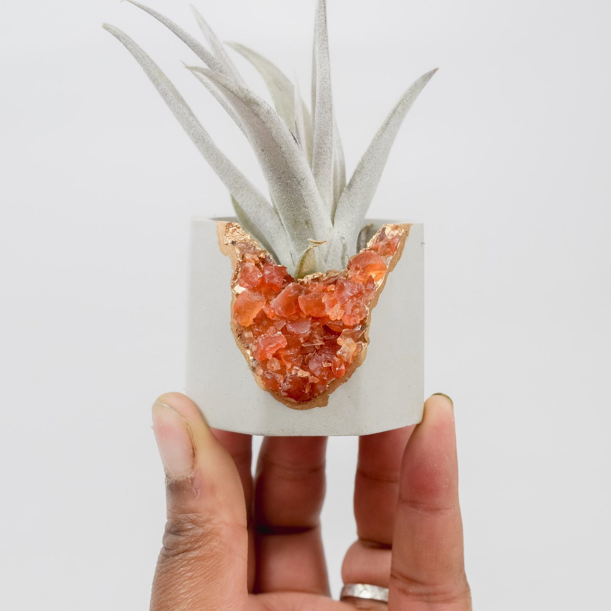 talandbert's tweet photo. Unique homes for your plants ❤️ #plantmom #plantlady #airplant #SaturdayMorning #COVID2019 https://t.co/la0OPgKTZQ